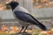 На что способны вороны – одни из самых интеллектуальных птиц? | Экология |  ОБЩЕСТВО | АиФ Урал